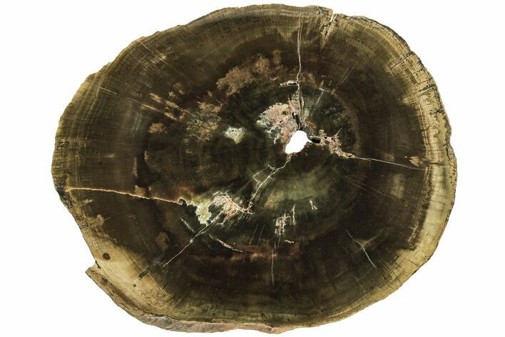 Triassic Petrified Wood (Woodworthia) Round - Zimbabwe #210866
